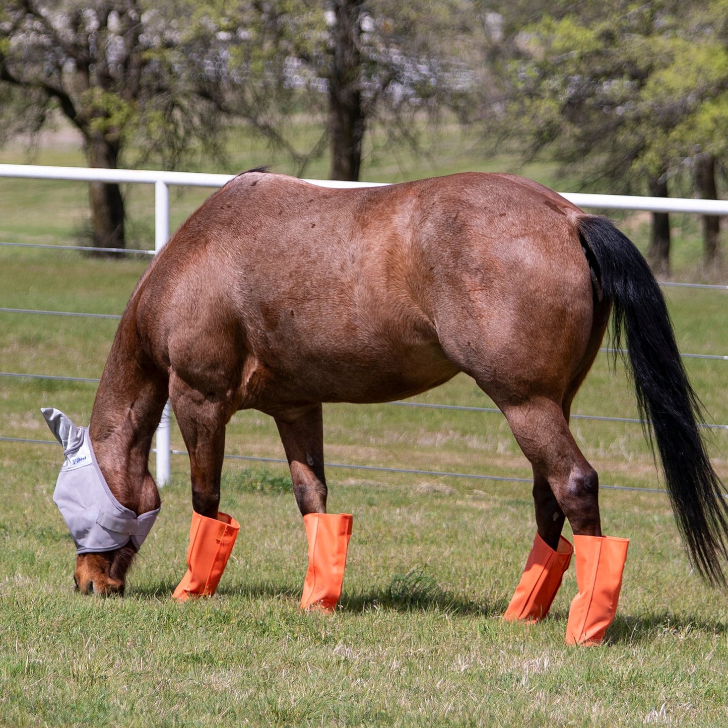 Cashel Crusader Leg Guards