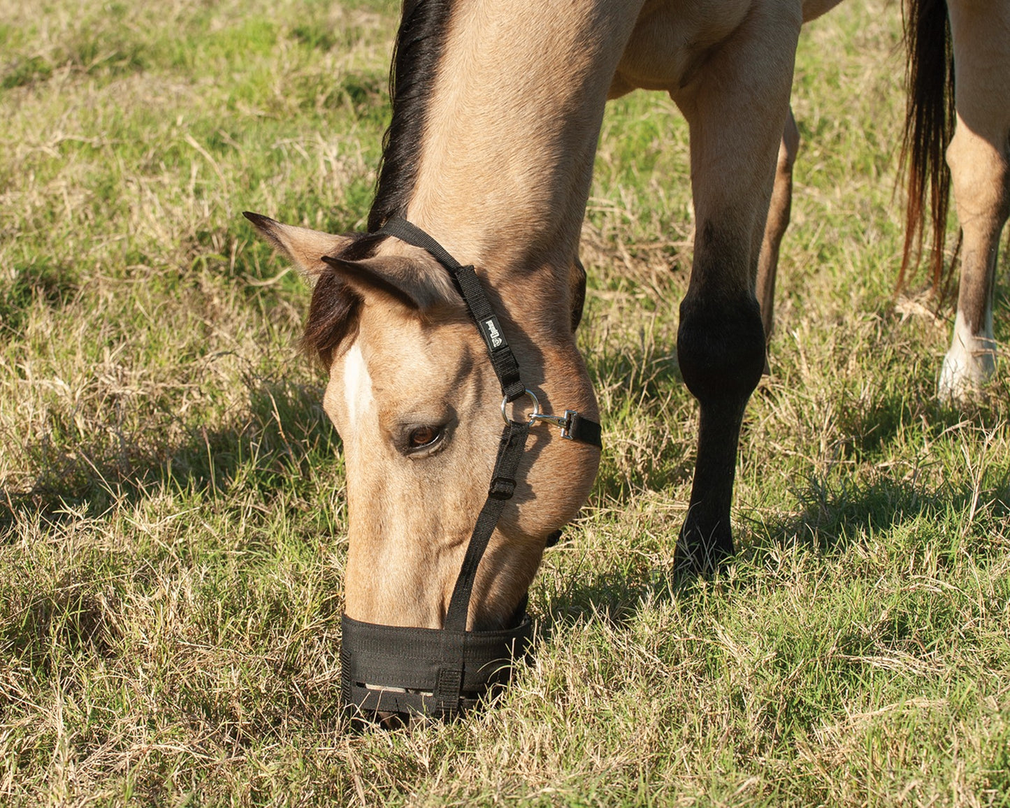 Cashel Grazing Muzzle Horse