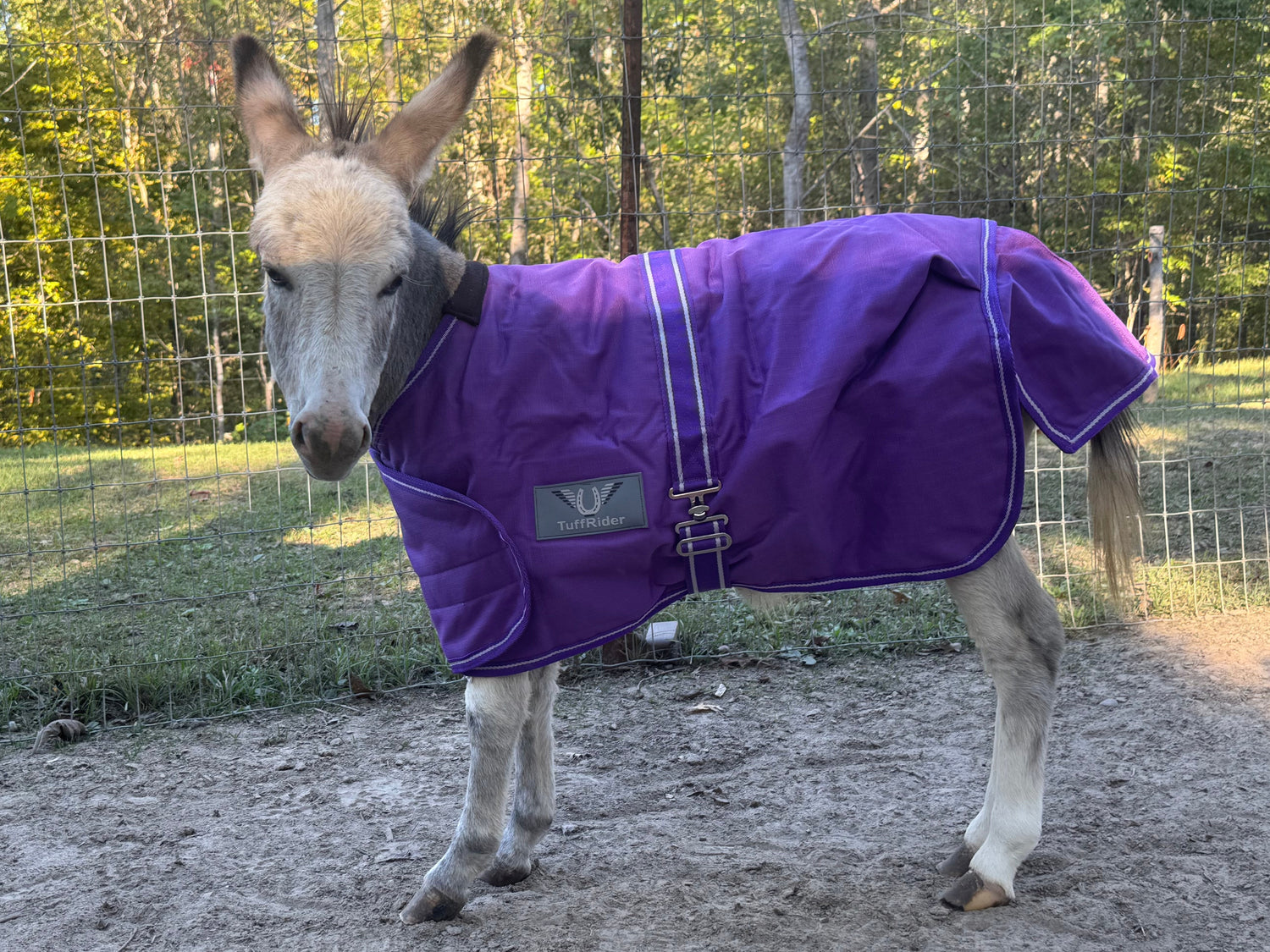 Mini donkey weaning blanket