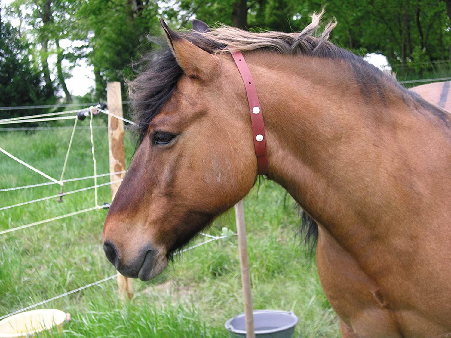 Alzoo herbal fly horse collr