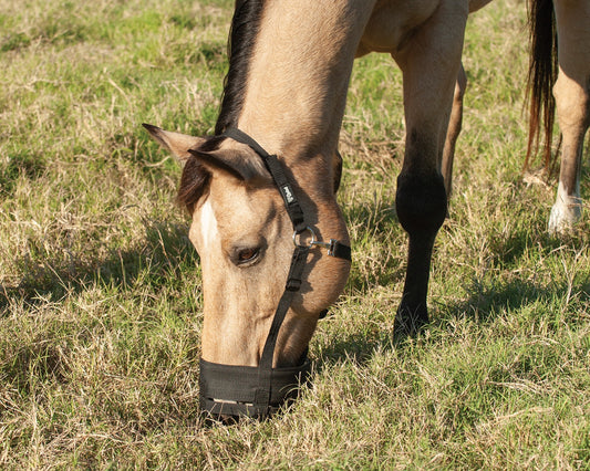 Cashel Grazing Muzzle Horse