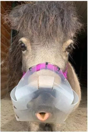 Flexible filly grazing muzzle hole