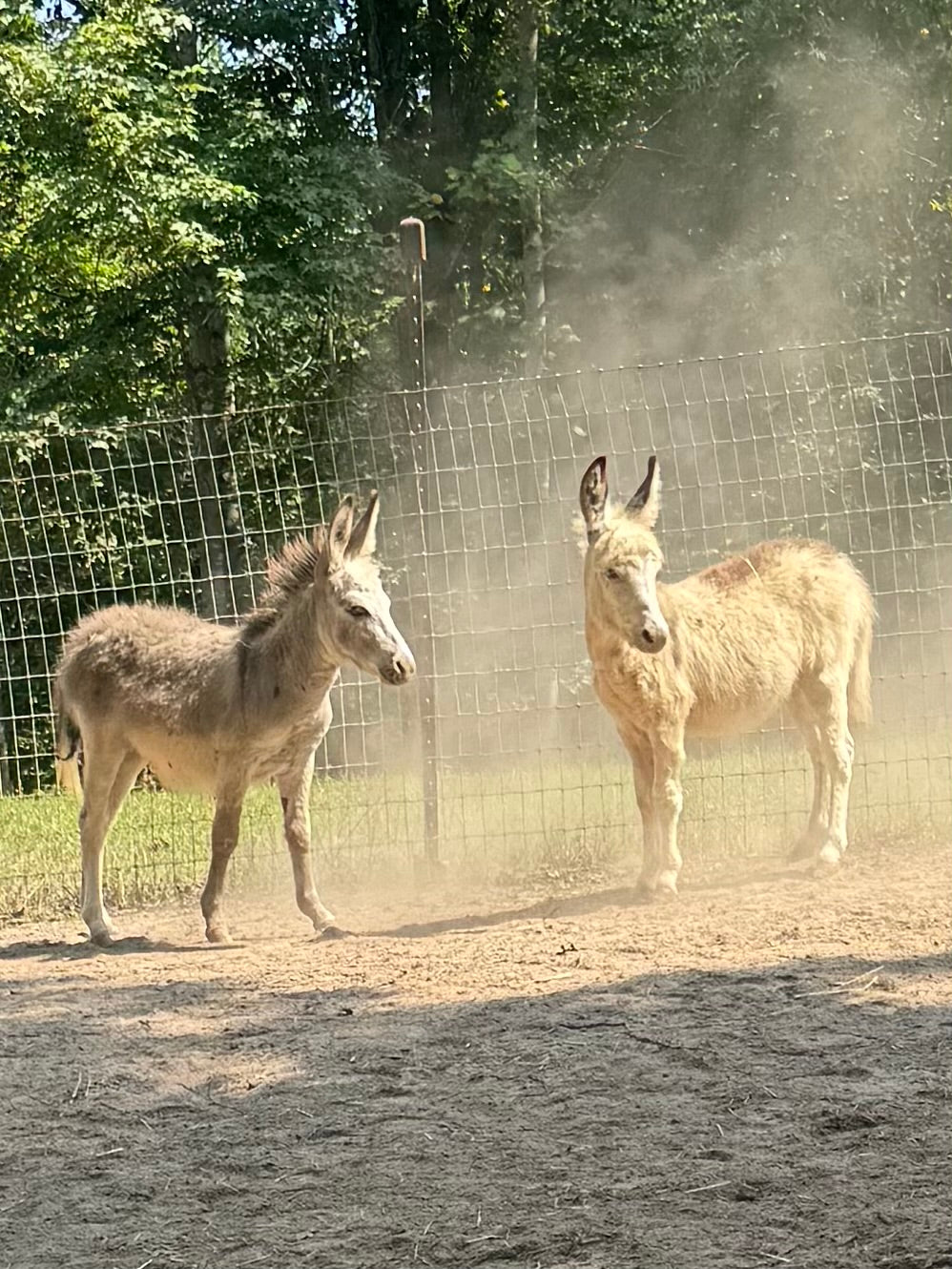 The Donkey Corner