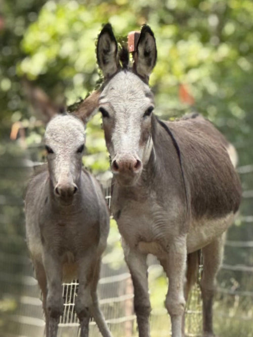 The Donkey Corner