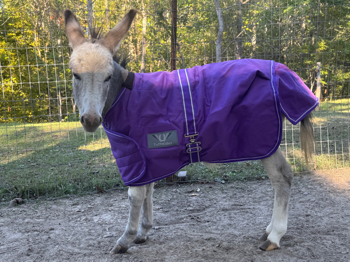 Mini donkey turnout blanket purple