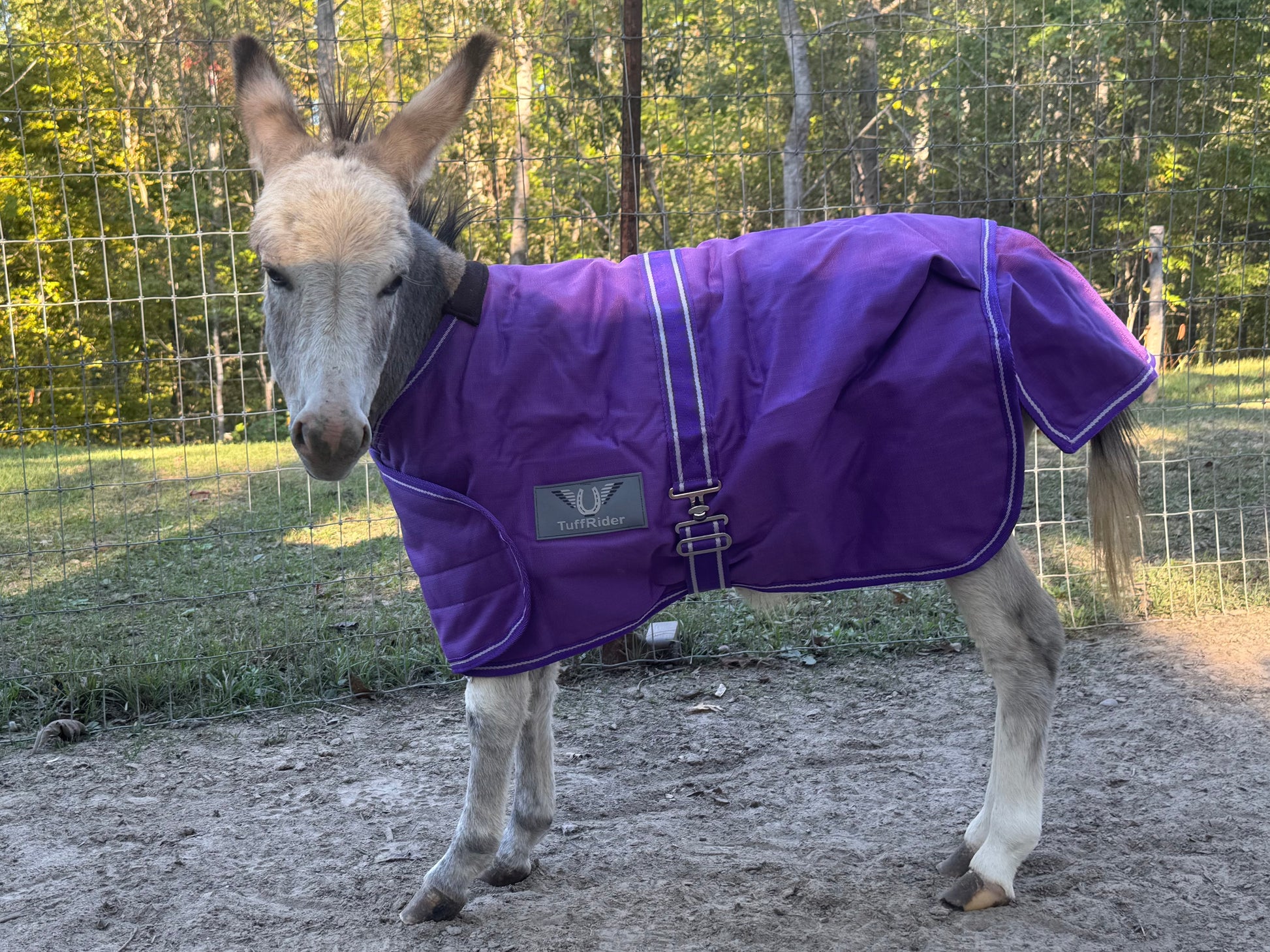 Mini donkey turnout blanket purple