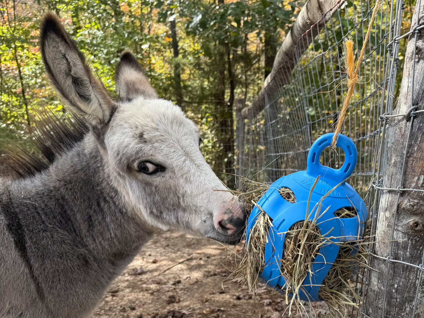 Jolly Hay Ball